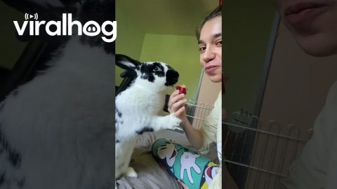Bunny Wants To Share || ViralHog