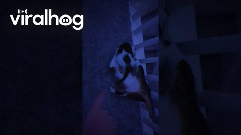 Surprise Wrestling From Sleepy Kitten || ViralHog
