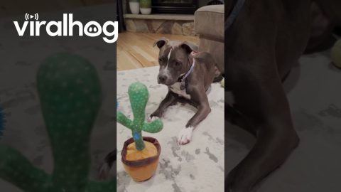 Cactus Toy Unleashes Pitty's Inner Howl || ViralHog