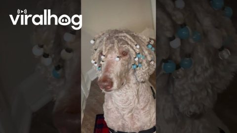 Poodle With Beaded Dreads || ViralHog
