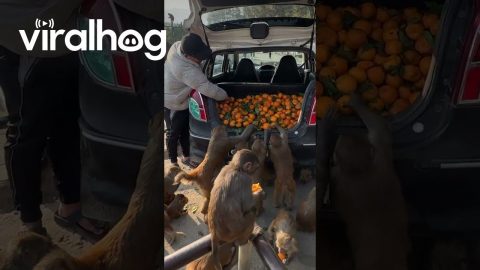 Many Hungry Monkeys Take Tangerines From the Trunk of a Car || ViralHog