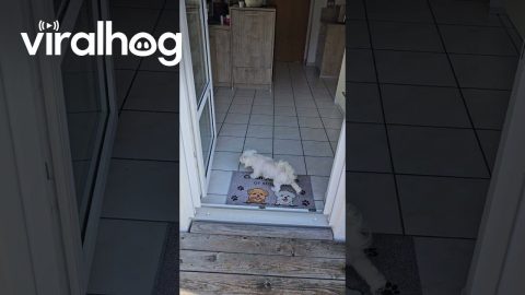 Little Dog Wipes His Paws Before Going Inside || ViralHog