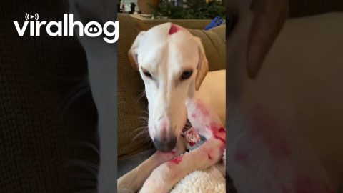 Lurcher Gets Lipstick Everywhere || ViralHog