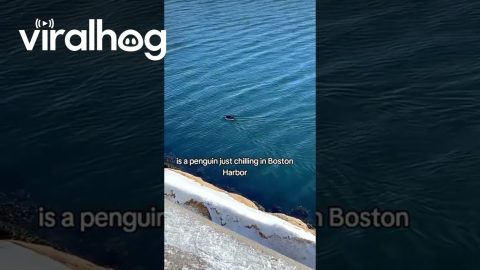 Auk Found Floating In Boston Harbor || ViralHog