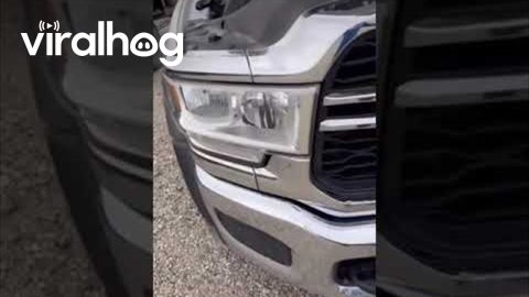 Raccoons Live Under The Hood Of A Truck || ViralHog