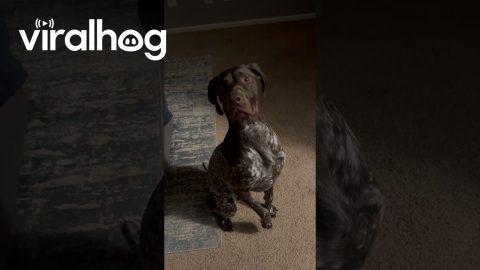 Dog Receives Surprising News || ViralHog