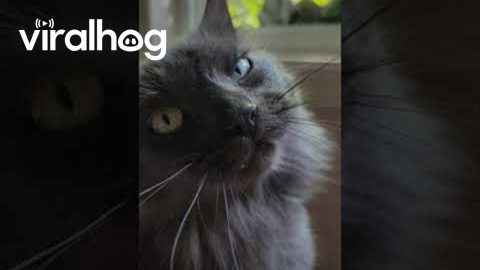 Squirrels Play On A Branch While Cat Watches || ViralHog