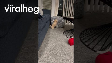Little Puppy Can't Quite Make the Jump || ViralHog