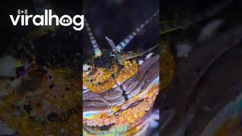 Bobbit Worm Up Close || ViralHog
