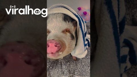 Pet Pig Loves Receiving Affection || ViralHog