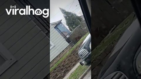 Neighbor's Unleashed Dog Eats Delivered Pizza || ViralHog