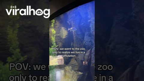 Aquarium Fish Stop Swimming at the Same Time || ViralHog