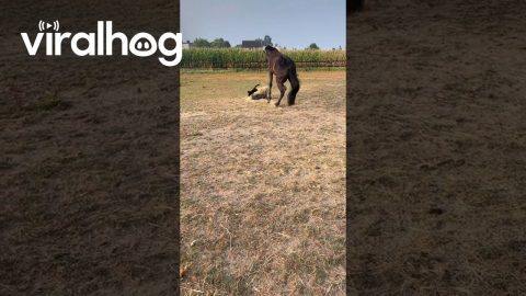Horse Scared By Hay Cat || ViralHog
