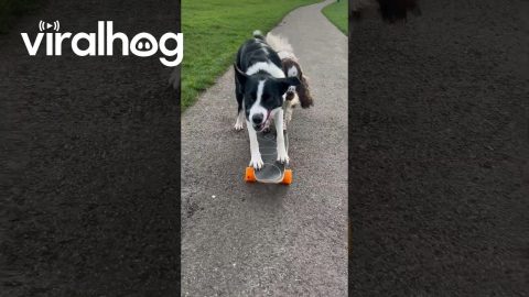 Dogs Share A Skateboard Ride || ViralHog
