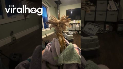 Fran Has A Very Bad Hair Day || ViralHog