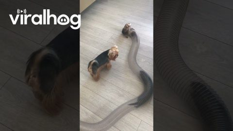 Yorkie and Ferrets Play Tag || ViralHog