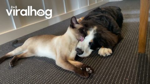 A Couple Of Snuggle Buddies || ViralHog