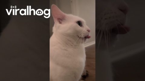 Cat Wiggles Her Tongue || ViralHog