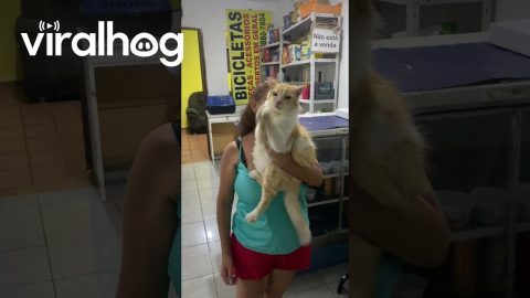 Cat Claps Along To Birthday Song || ViralHog