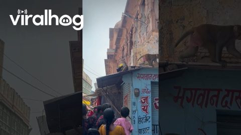 Crowd Confronts Monkey Thieves || ViralHog