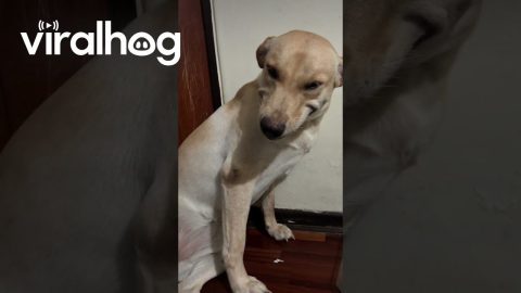 Guilty Dog Smiles At Chewed Shoe || ViralHog