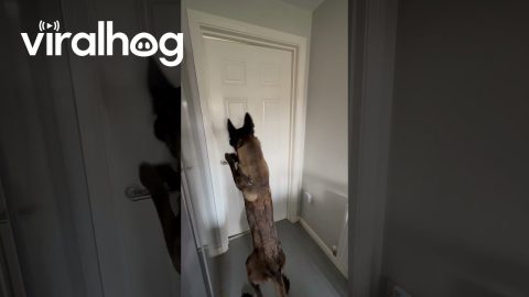 Dog Can Open Doors || ViralHog