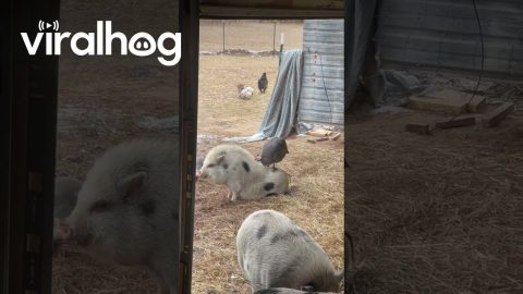 Guinea Fowl Acts as Hair Stylist for Mini Pig || ViralHog