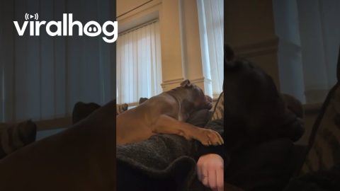 XL Bully Says No! || ViralHog