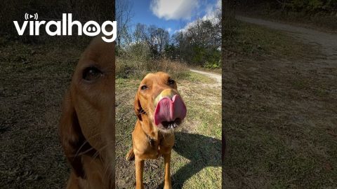 Dog Tries To Reach The Peanut Butter || ViralHog