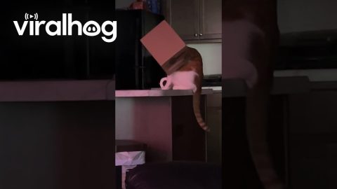 Cat Gets Head Stuck in Cardboard Box || ViralHog