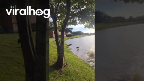 Synchronized Capybaras Jump Into Water || ViralHog