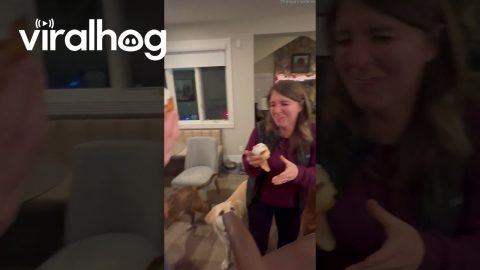 Grandma Spoils Cupcake Gender Reveal || ViralHog