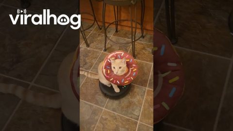 Donut Cat Rides On Robot Vacuum || ViralHog
