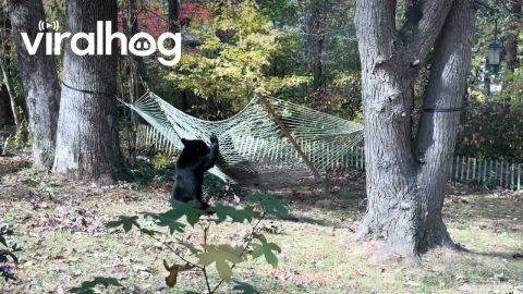 Two Playful Bear Cubs Having Fun in a Hammock || ViralHog