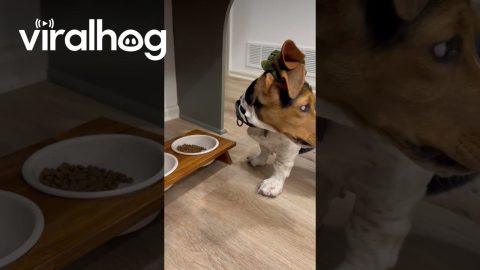 Put His Ears In A Doggytail || ViralHog