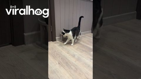 Cat Uses Water Bowl As a Litter Box || ViralHog