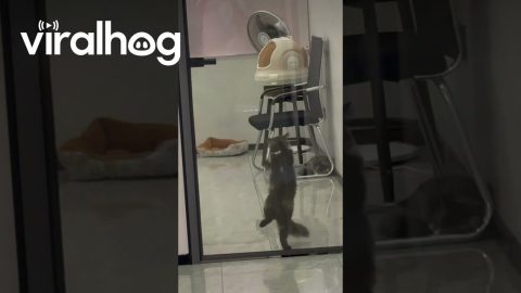Cute Kitty Wants Out || ViralHog
