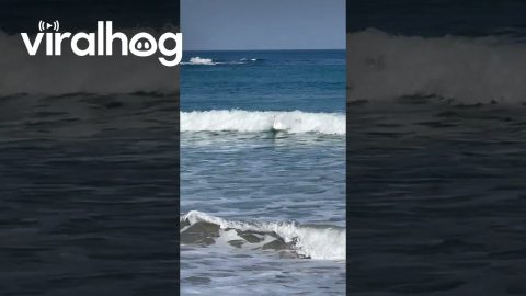 Surfing Swan Catches a Wave || ViralHog