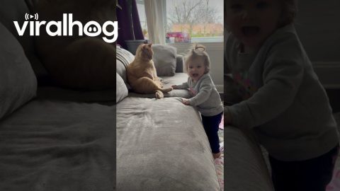 Girl Nibbles Cat's Toe Beans || ViralHog