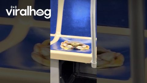 Crab Rides Public Transit in Chicago || ViralHog
