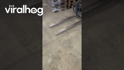 Man Proves His Prowess With The Forklift || ViralHog