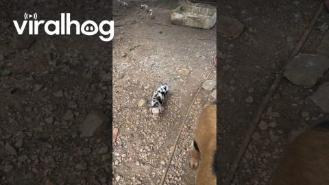 Spotted Sow Takes Piglets On Walk || ViralHog