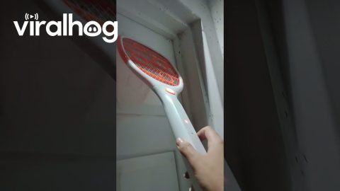 Battling a Mosquito Invasion with a Zapper || ViralHog