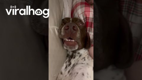 GSP Has Hilariously Unusual Sleep || ViralHog
