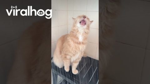 Thirsty Kitty Gets a Drink From the Shower || ViralHog