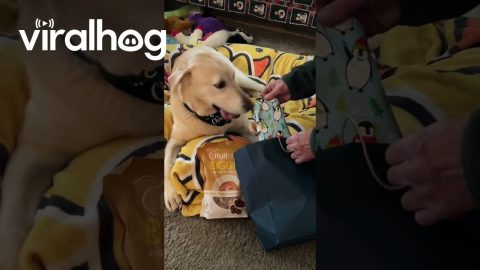 Stevie The Wonder Dog Reunited With His Rescuer || ViralHog