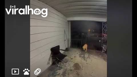 Neighbor's Dog Steals Package Off Porch || ViralHog