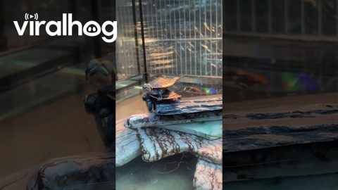 Turtle Acrobatics || ViralHog