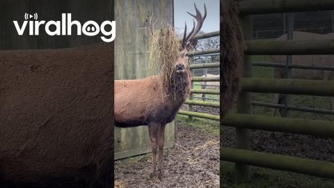 Red Deer Stag In His Emo Era || ViralHog