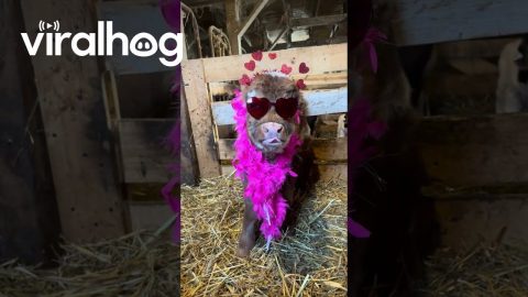 Highland Cow Enters Her Elton John Era || ViralHog